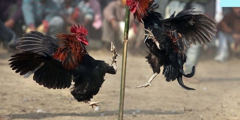 Bí kíp giúp kê thủ tự tin hơn khi chơi cá cược đá gà