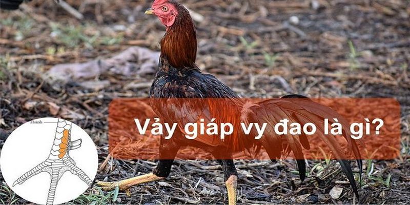 Vảy Giáp Vy Đạo là một trong những lựa chọn nêu ưu tiên