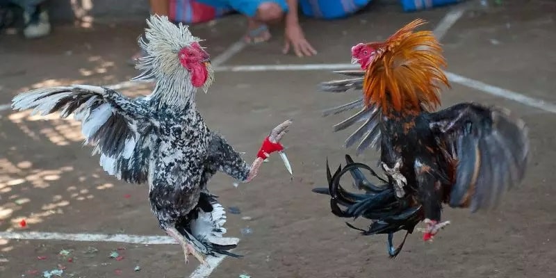 Chơi đá gà cựa dao minh bạch và an toàn tại J88