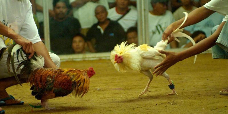 Ưu điểm nổi bật thu hút cược thủ tham gia đá gà J88