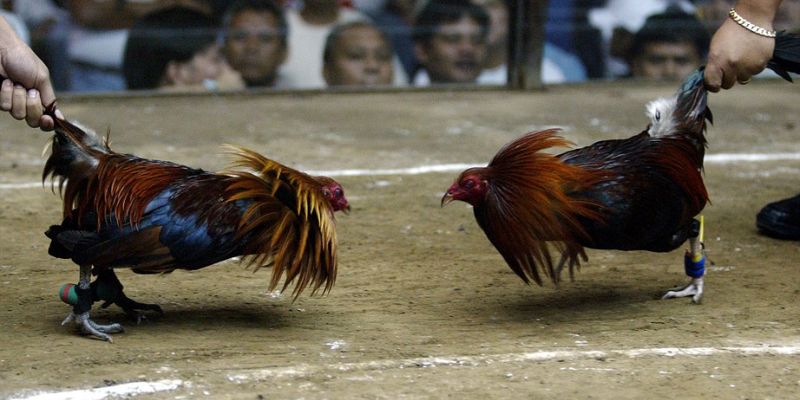 Khái quát nhanh về chuyên mục đá gà J88